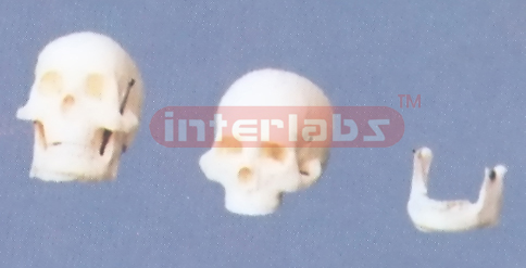 MIDDLE ADULT BONCOLOUR SKULL (2PCS)